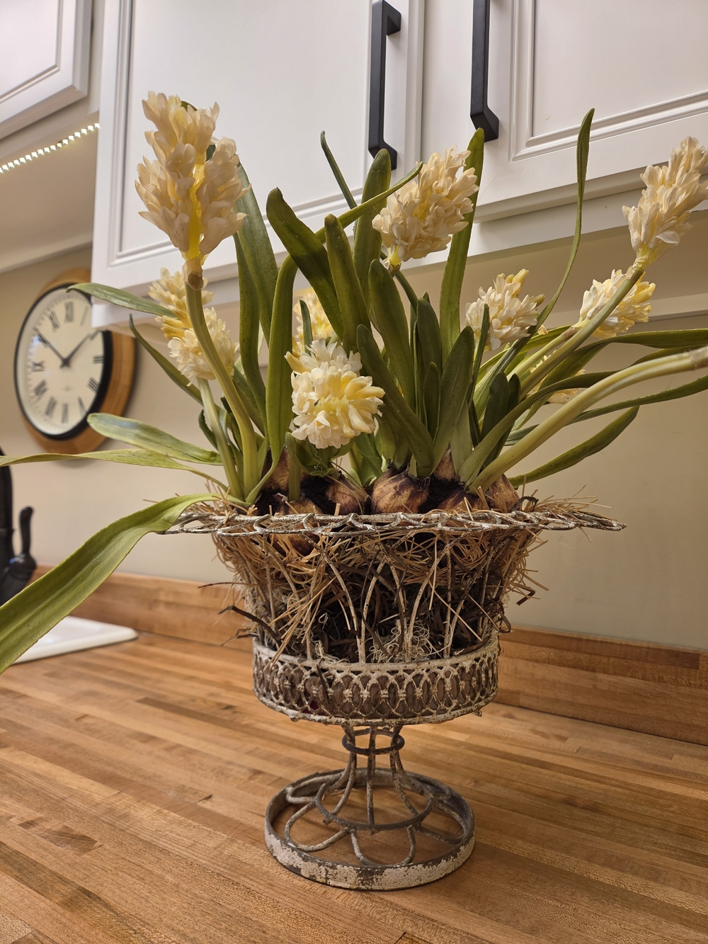 Cream Hyacinth Bulb Arrangement in Decorative Metal Pedestal